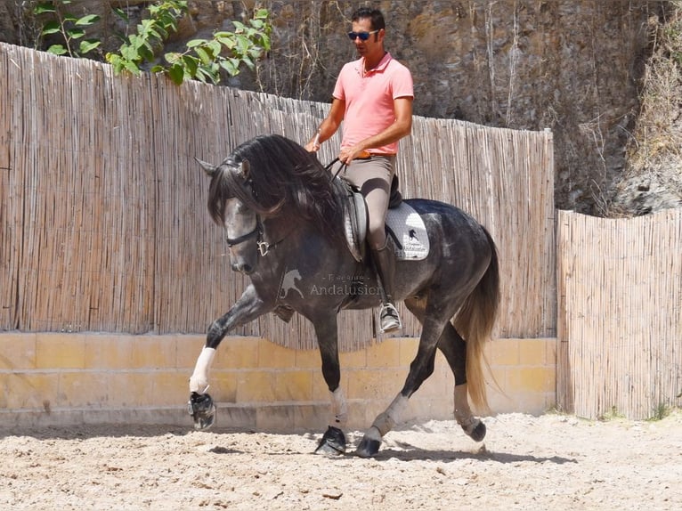 PRE Gelding 7 years 16,1 hh Gray in Provinz Malaga