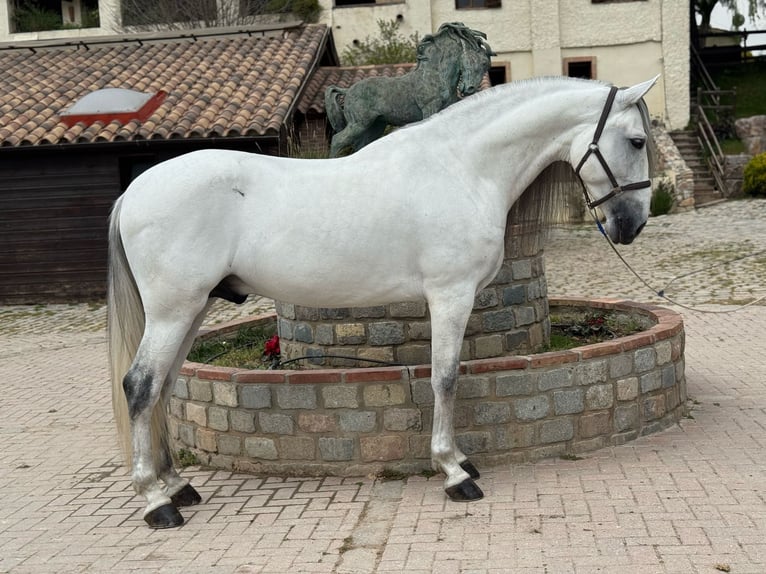 PRE Mix Gelding 7 years 16.1 hh Grey in Santa Perpetua de Mogoda