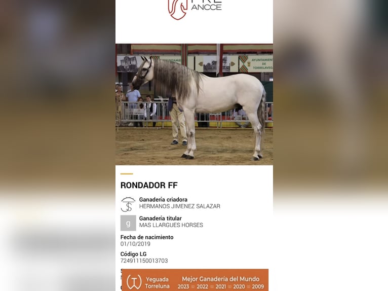 PRE Mix Gelding 7 years 16.1 hh Grey in Grebenhain