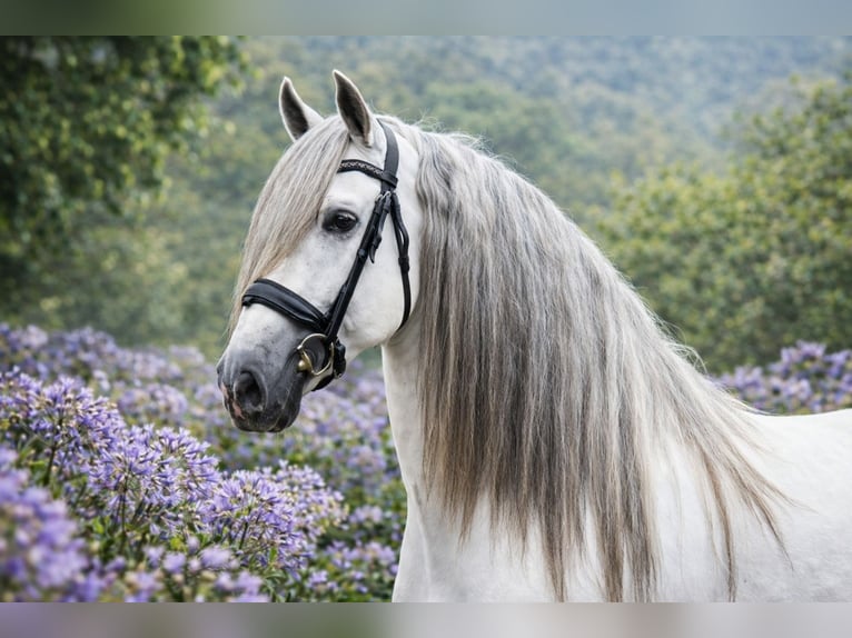 PRE Mix Gelding 7 years 16.1 hh Grey in Grebenhain