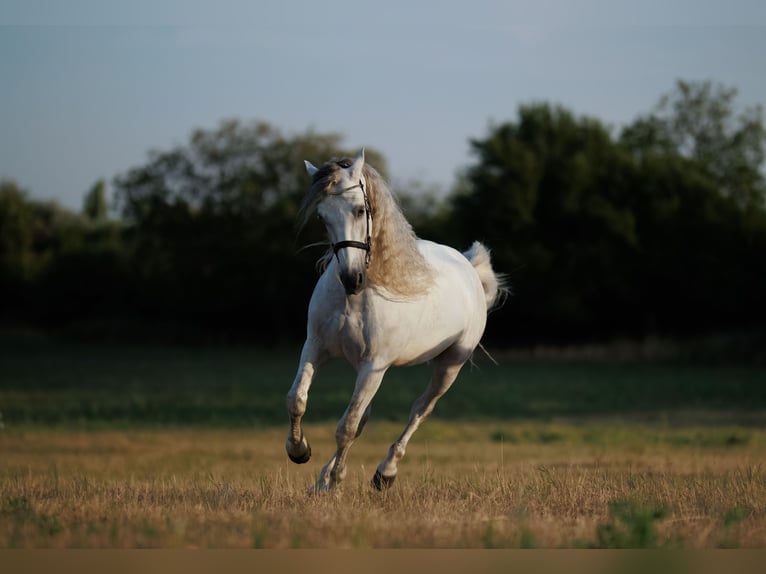 PRE Gelding 7 years 16.1 hh Grey in pezinok
