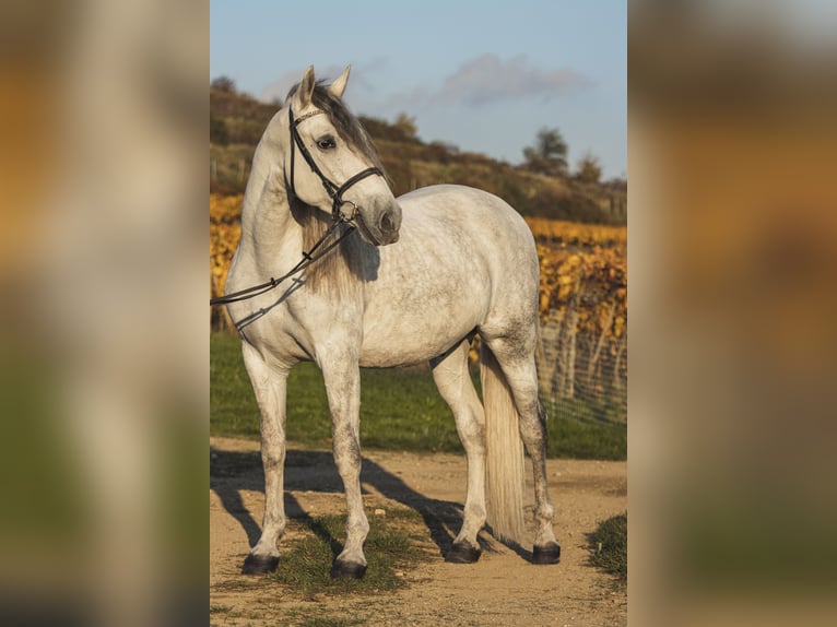 PRE Gelding 7 years 16.1 hh Grey in pezinok