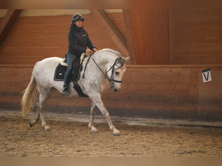 PRE Gelding 7 years 16.1 hh Grey in pezinok