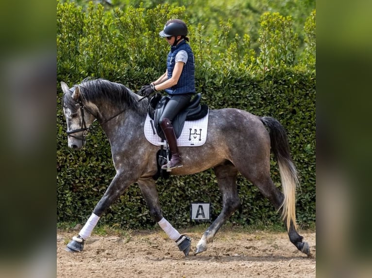 PRE Gelding 7 years 16.1 hh Grey in Achtmaal