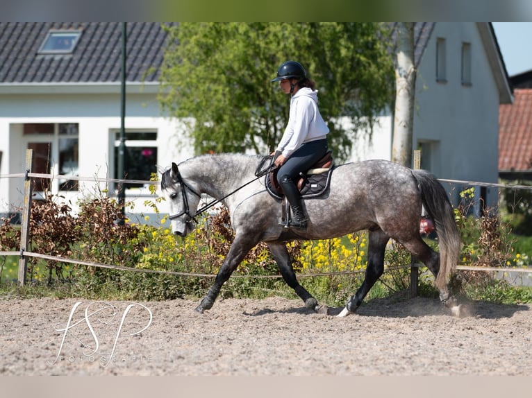 PRE Mix Gelding 7 years 16.1 hh Grey in Hardinxveld-Giessendam