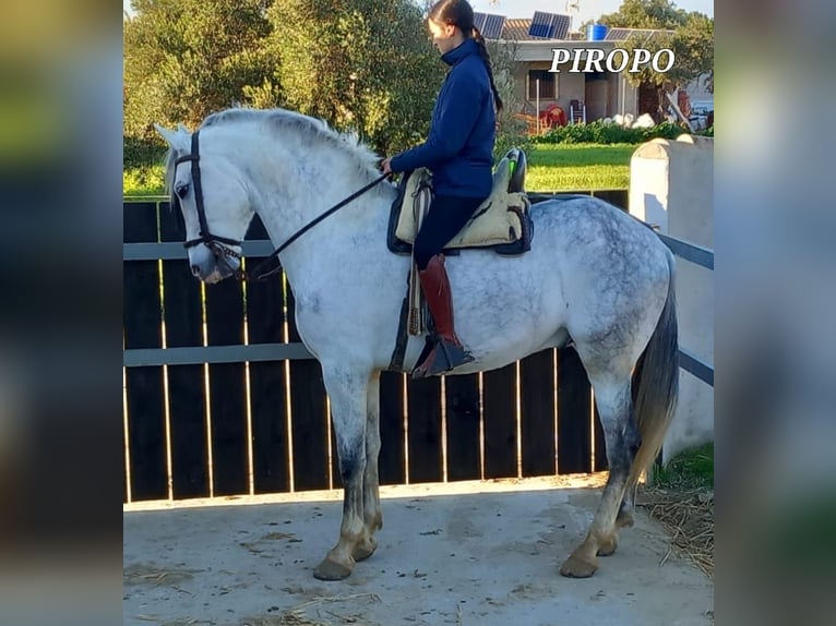 PRE Gelding 7 years 16,1 hh in Chiclana de la Frontera