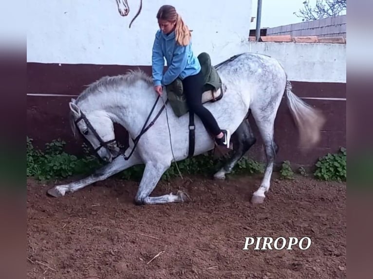PRE Gelding 7 years 16,1 hh in Chiclana de la Frontera