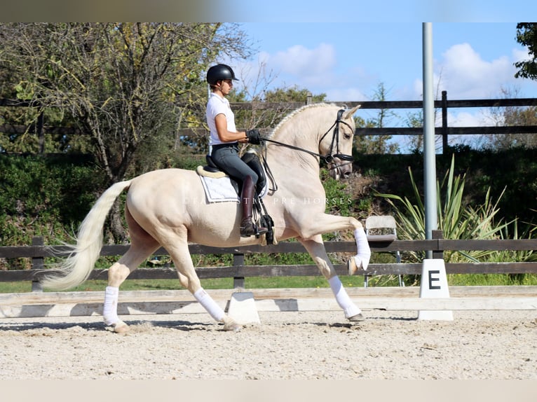 PRE Gelding 7 years 16.1 hh Palomino in Santa Perpetua de Mogoda