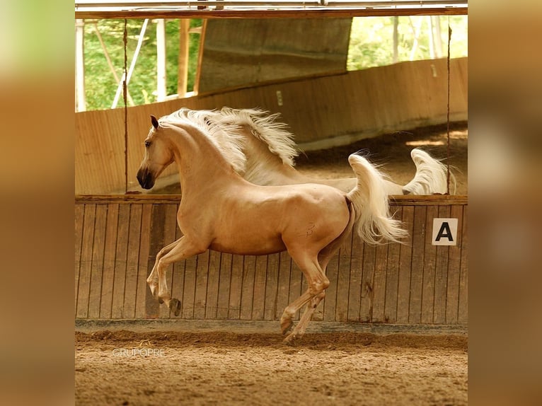 PRE Gelding 7 years 16.1 hh Palomino in Santa Perpetua de Mogoda