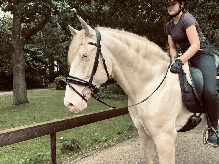 PRE Gelding 7 years 16.1 hh Pearl in HassendorfSottrum