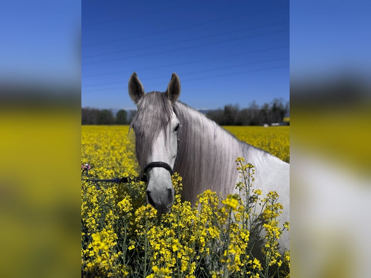PRE Gelding 7 years 16.1 hh White in Calldetenes