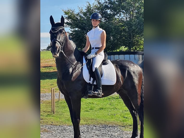 PRE Gelding 7 years 16,2 hh Black in champfleur