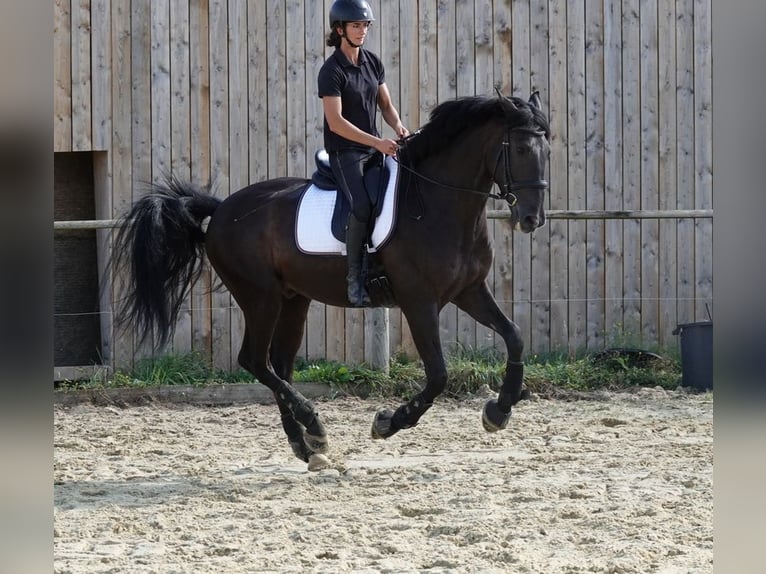 PRE Gelding 7 years 16,2 hh Black in champfleur