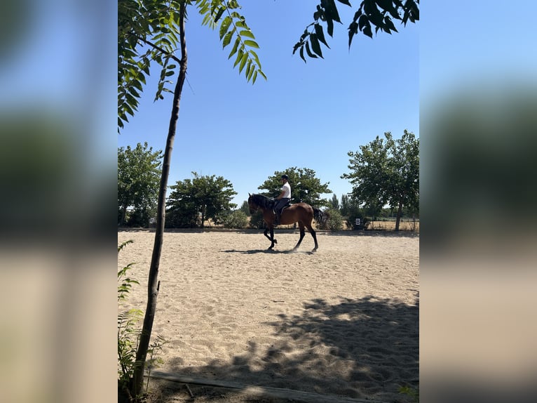 PRE Gelding 7 years 16.2 hh Brown in Base Aerea Conjunta Torrejon