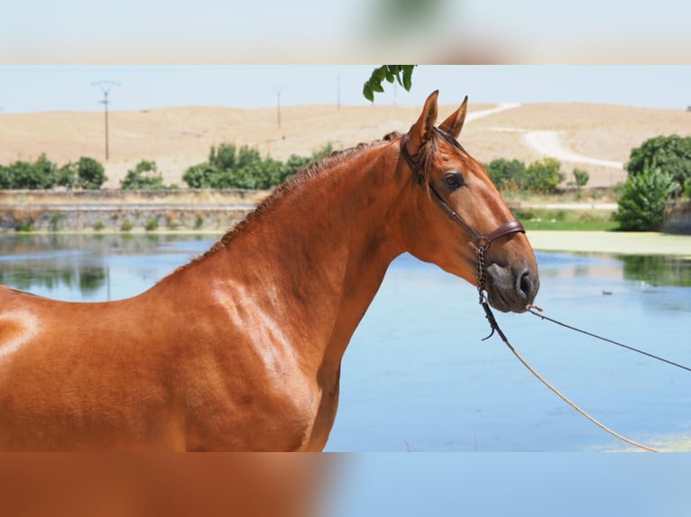 PRE Mix Gelding 7 years 16,2 hh Chestnut in NAVAS DEL MADRONO