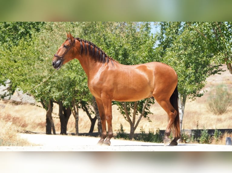 PRE Mix Gelding 7 years 16,2 hh Chestnut in NAVAS DEL MADRONO