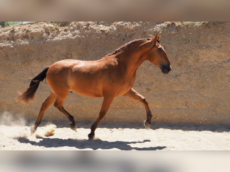 PRE Mix Gelding 7 years 16,2 hh Chestnut in NAVAS DEL MADRONO