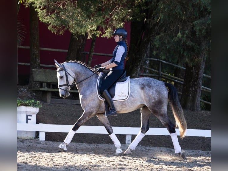 PRE Gelding 7 years 16.2 hh Grey in Höchst im Odenwald