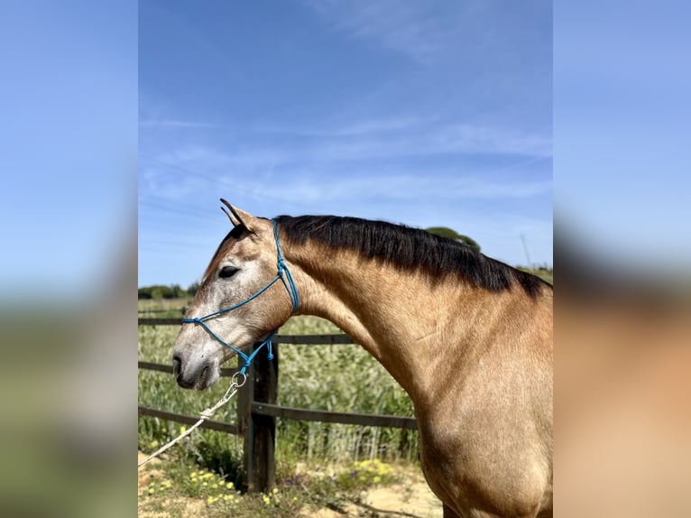 PRE Gelding 7 years 16,2 hh Sabino in Almonte