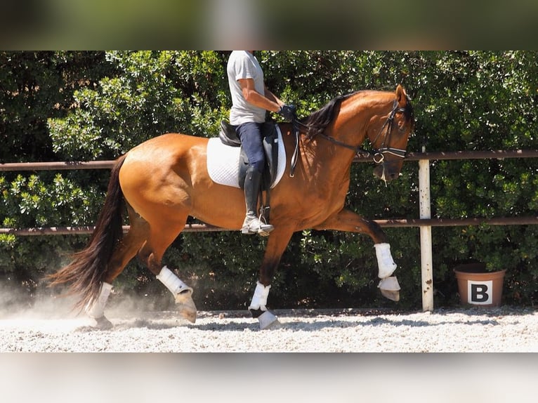 PRE Mix Gelding 7 years 16,3 hh Bay in NAVAS DEL MADRONO