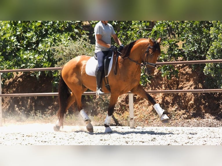 PRE Mix Gelding 7 years 16,3 hh Bay in NAVAS DEL MADRONO