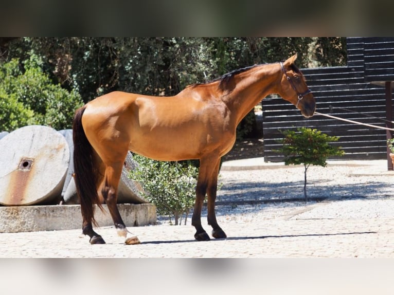 PRE Mix Gelding 7 years 16,3 hh Bay in NAVAS DEL MADRONO