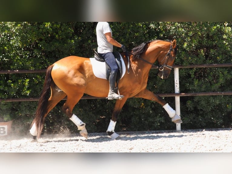 PRE Mix Gelding 7 years 16,3 hh Bay in NAVAS DEL MADRONO