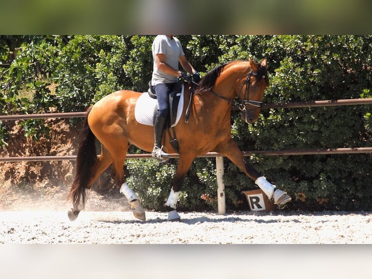 PRE Mix Gelding 7 years 16,3 hh Bay in NAVAS DEL MADRONO