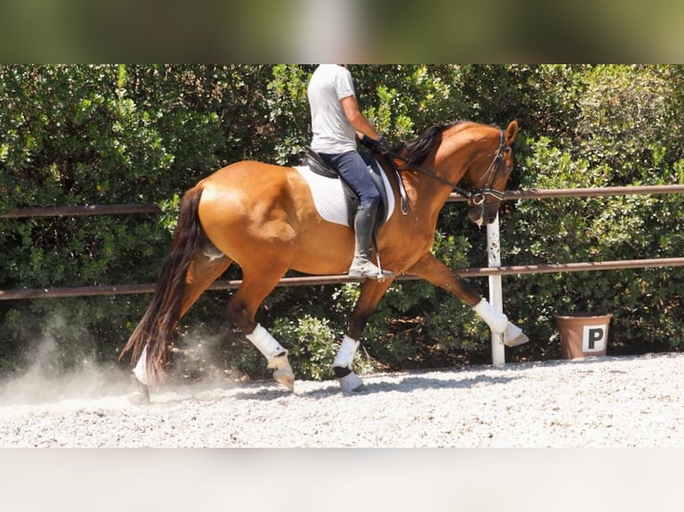 PRE Mix Gelding 7 years 16,3 hh Bay in NAVAS DEL MADRONO