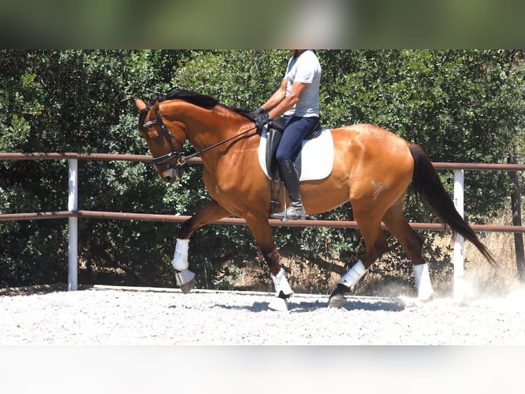 PRE Mix Gelding 7 years 16,3 hh Bay in NAVAS DEL MADRONO