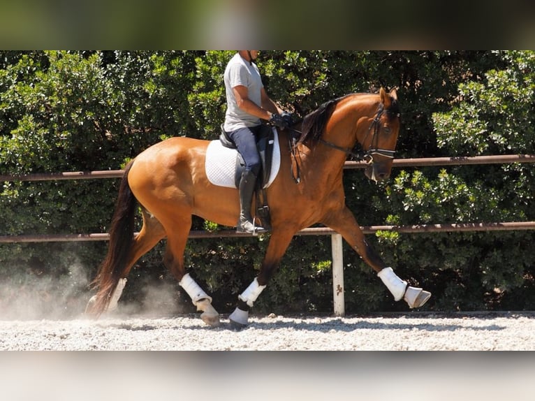 PRE Mix Gelding 7 years 16,3 hh Bay in NAVAS DEL MADRONO