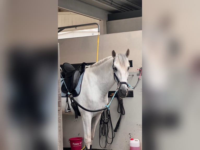 PRE Gelding 7 years 16.3 hh Grey in Moalde (San Mamede)