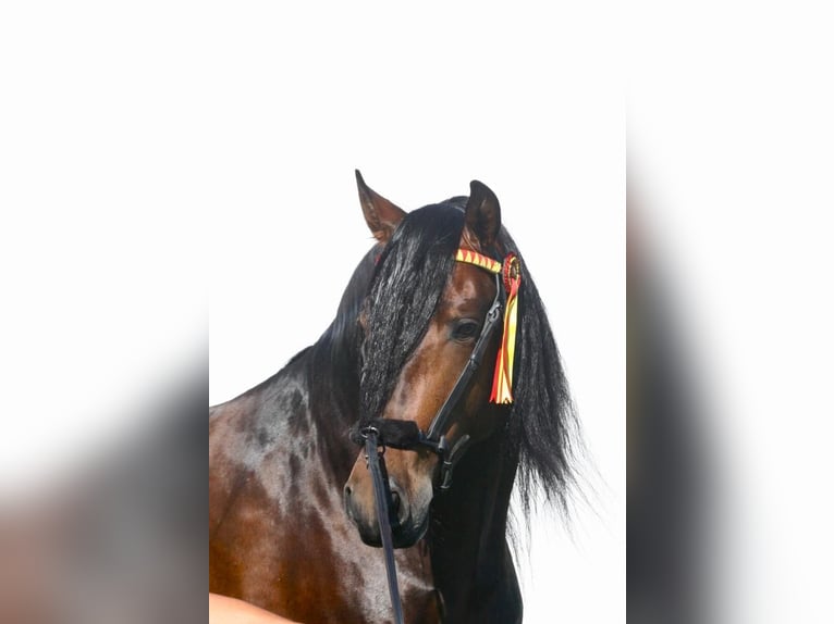 PRE Mix Gelding 7 years 16 hh Bay-Dark in Oy-Mittelberg