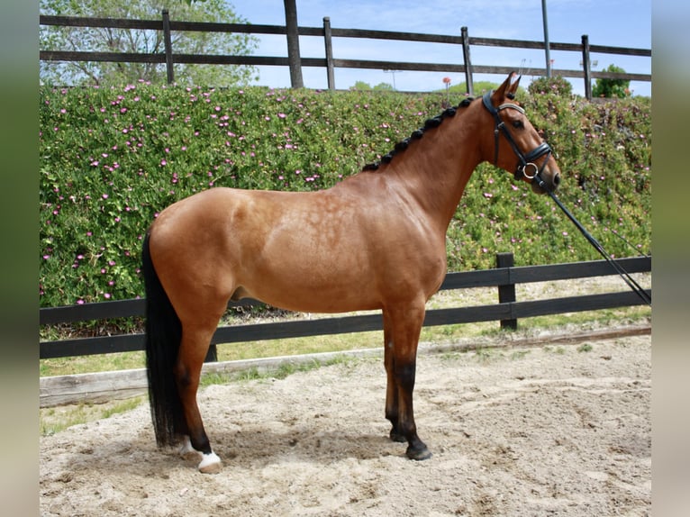 PRE Gelding 7 years 16 hh Bay in Polinya