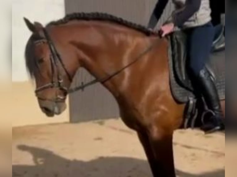 PRE Mix Gelding 7 years 16 hh Bay in MADRID