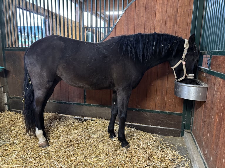 PRE Mix Gelding 7 years 16 hh Black in Worben