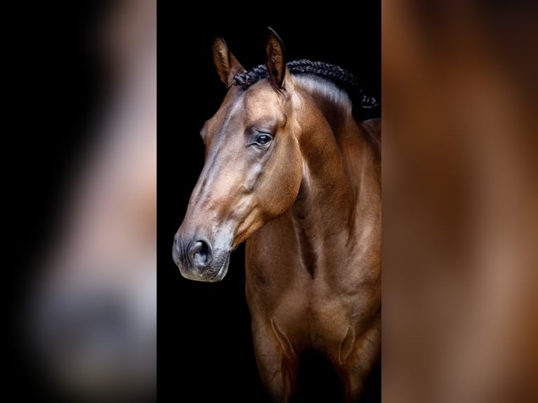 PRE Gelding 7 years 16 hh Brown in Brügen