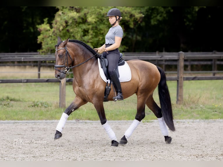 PRE Mix Gelding 7 years 16 hh Brown in Dorsten