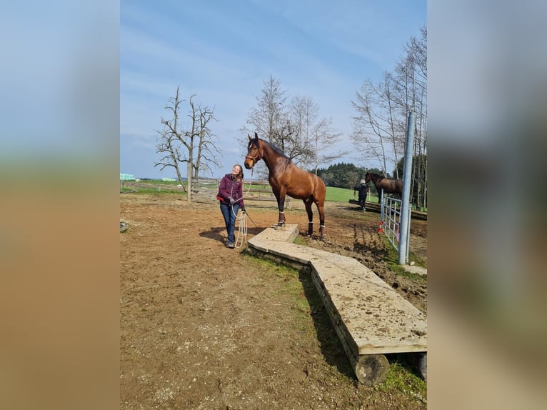 PRE Mix Gelding 7 years 16 hh Brown in St. Marienkirchen