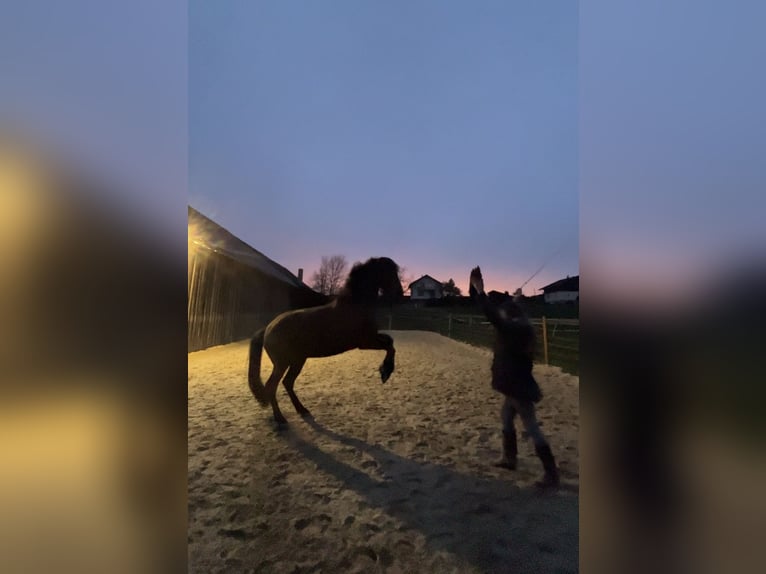 PRE Mix Gelding 7 years 16 hh Brown in St. Marienkirchen