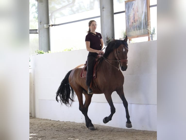 PRE Mix Gelding 7 years 16 hh Brown in St. Marienkirchen