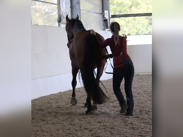 PRE Mix Gelding 7 years 16 hh Brown in St. Marienkirchen