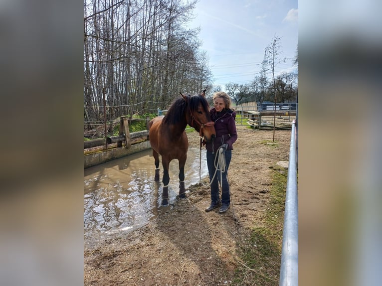 PRE Mix Gelding 7 years 16 hh Brown in St. Marienkirchen