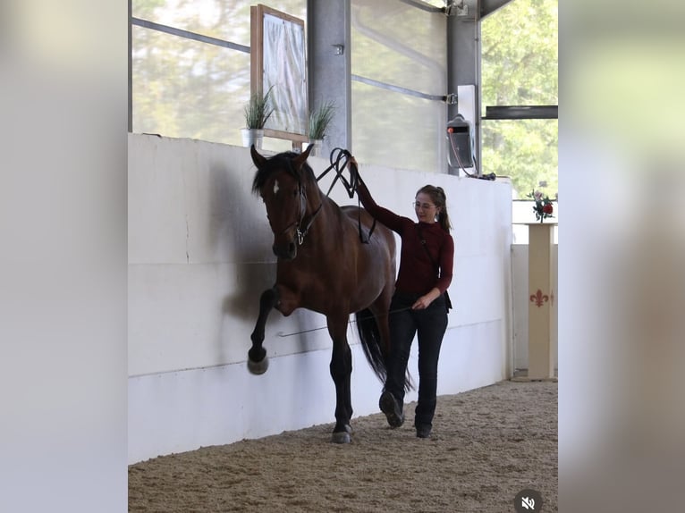 PRE Mix Gelding 7 years 16 hh Brown in St. Marienkirchen