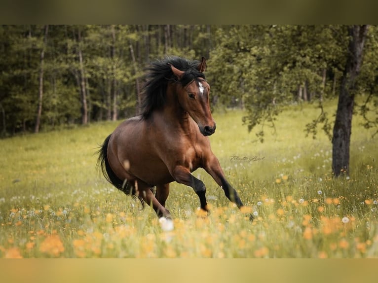 PRE Mix Gelding 7 years 16 hh Brown in St. Marienkirchen