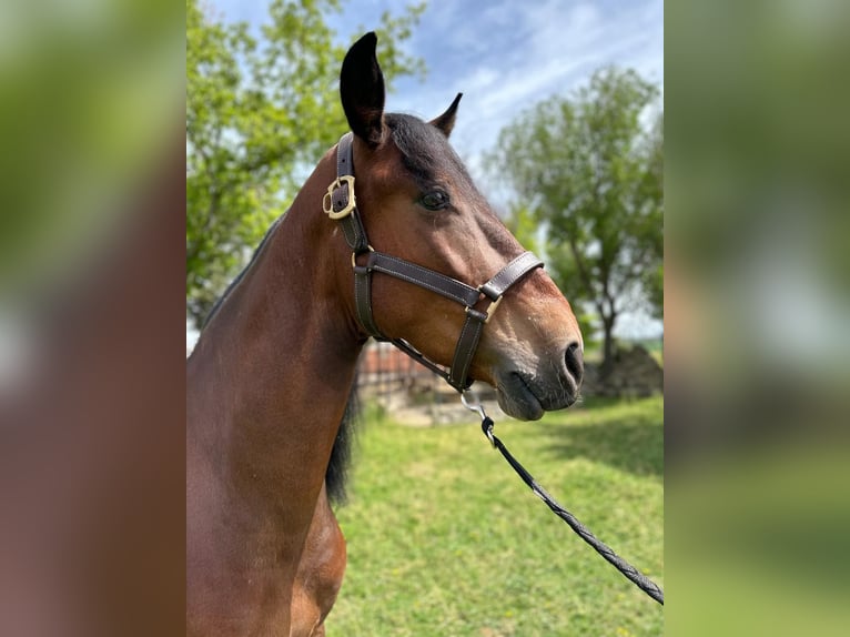 PRE Mix Gelding 7 years 16 hh Brown in Grajera