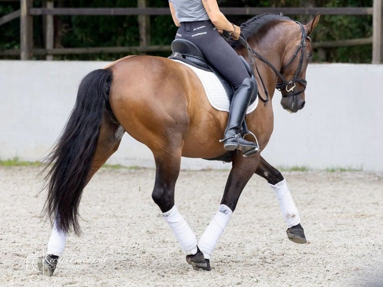 PRE Mix Gelding 7 years 16 hh Brown in Navas Del Madroño