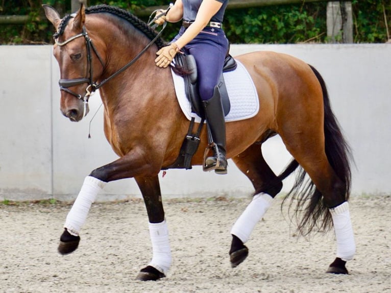 PRE Mix Gelding 7 years 16 hh Brown in Navas Del Madroño