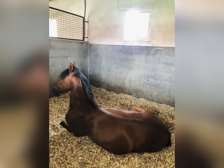 PRE Gelding 7 years 16 hh Brown-Light in Madrid