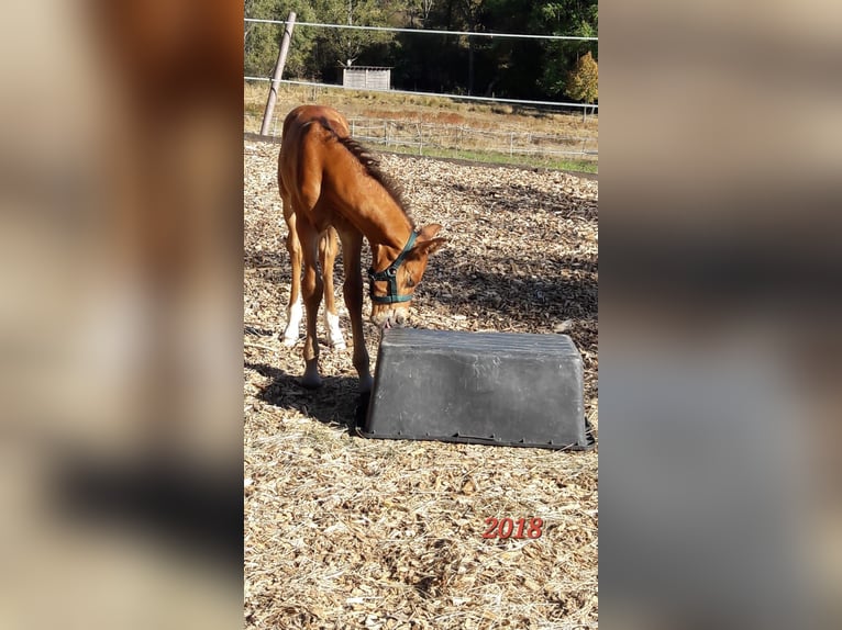 PRE Mix Gelding 7 years 16 hh Brown in Oberzent